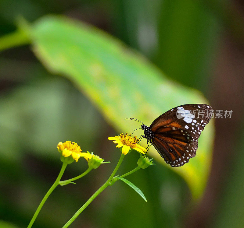 帝王蝶(Danaus plexippus)采花